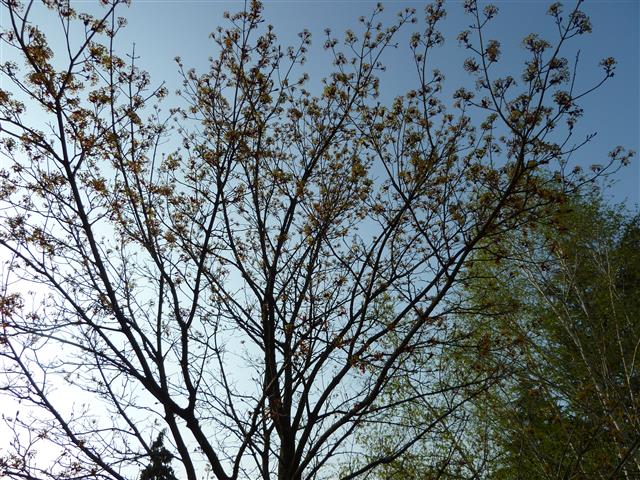 Albero